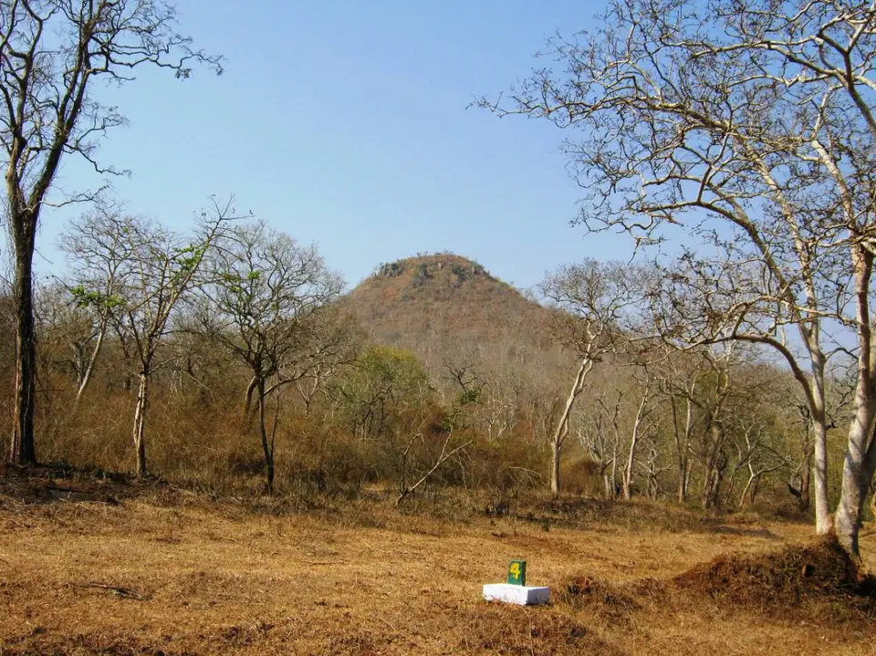 Bandipur National Park, wildlife near Bengaluru