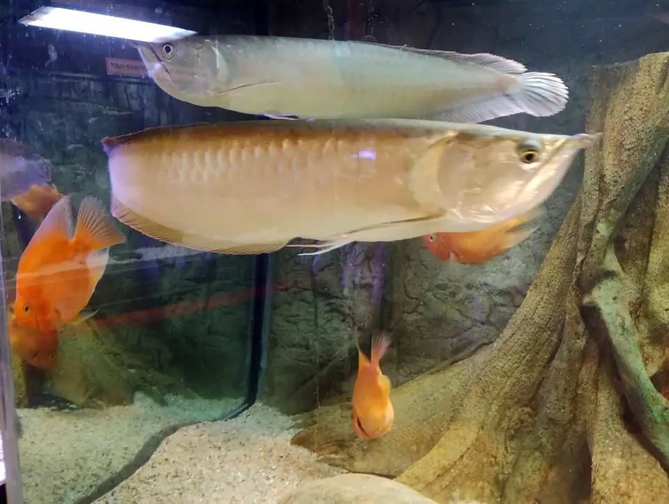 Bangalore Aquarium, city near Bengaluru