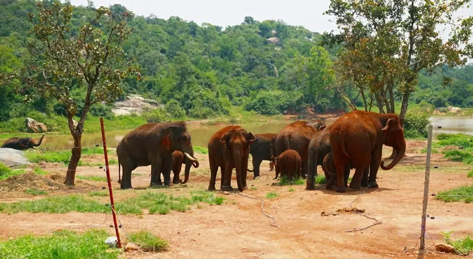 Bannerghatta National Park, wildlife near Bengaluru