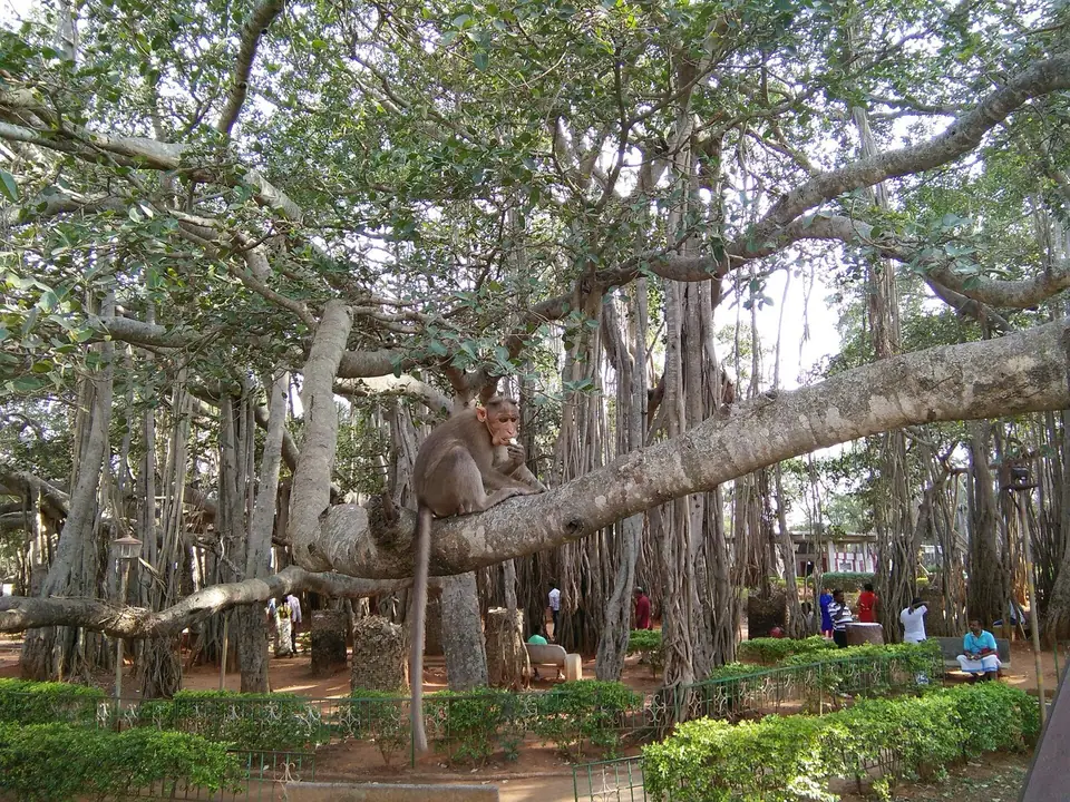 Big Banyan Tree, offbeat near Bengaluru