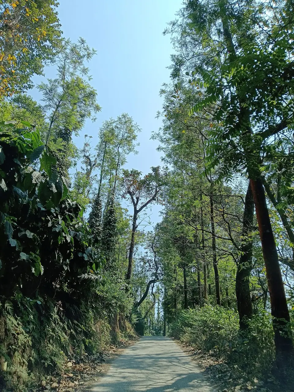 Chikmagalur, hill station near Bengaluru