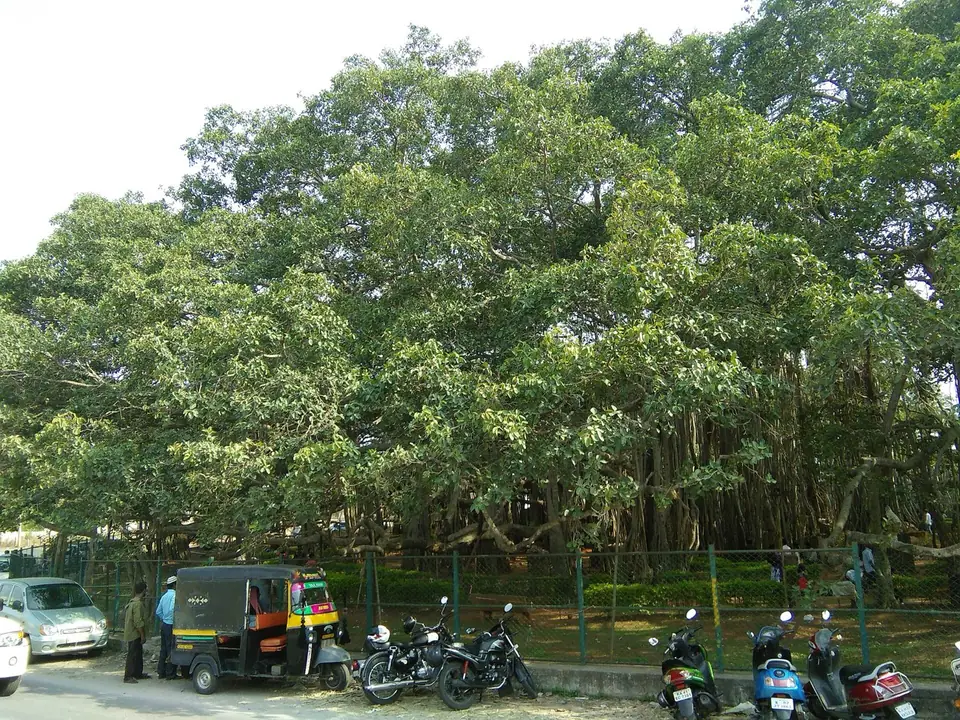 Dodda Alada Mara, hills & trekking near Bengaluru