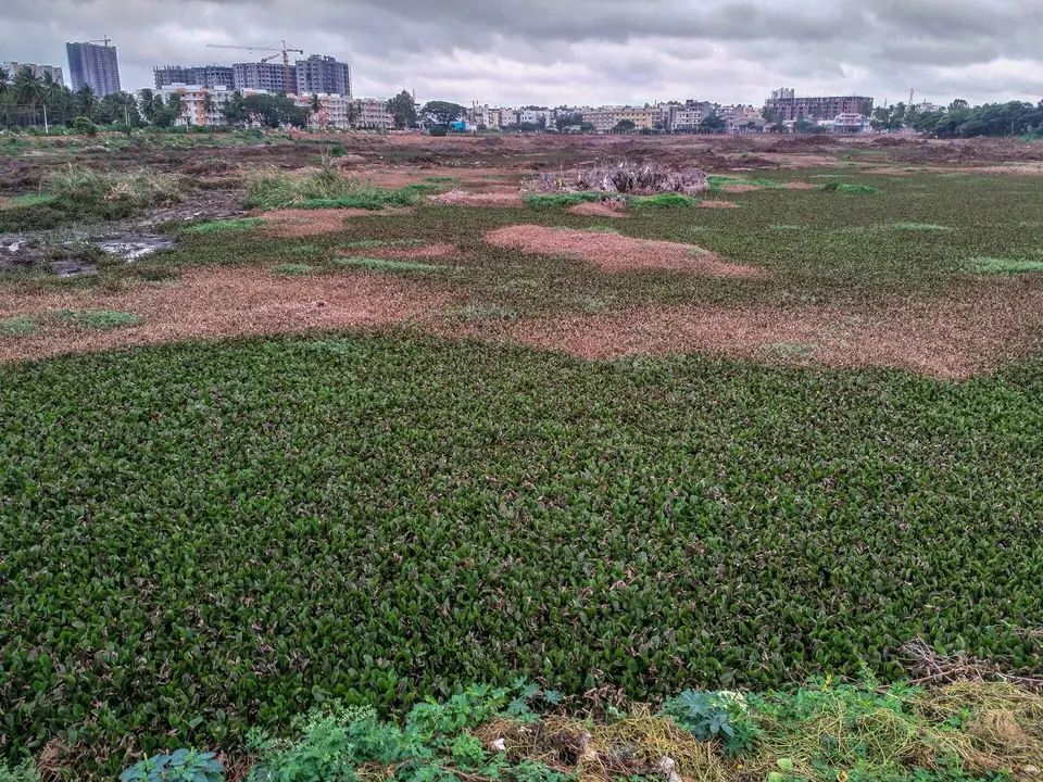 Horamavu Agara Lake, lakes near Bengaluru