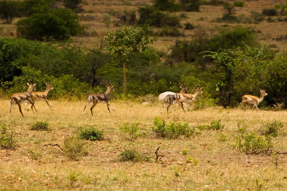 Jayamangali Blackbuck Reserve, wildlife near Bengaluru
