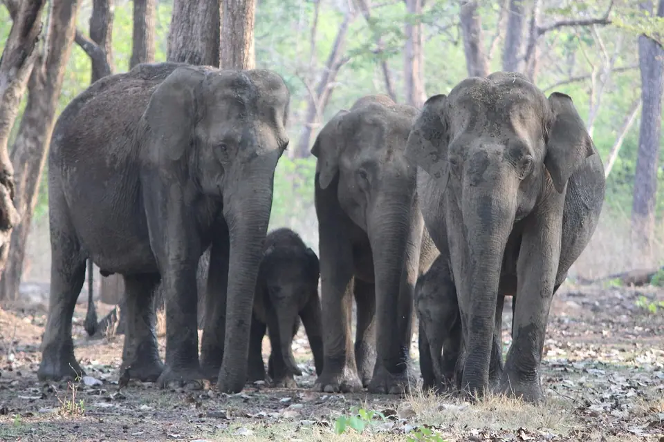 Kabini Wildlife Sanctuary, wildlife near Bengaluru