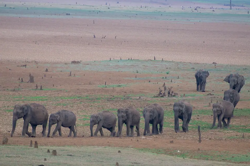 Nagarhole National Park, wildlife near Bengaluru