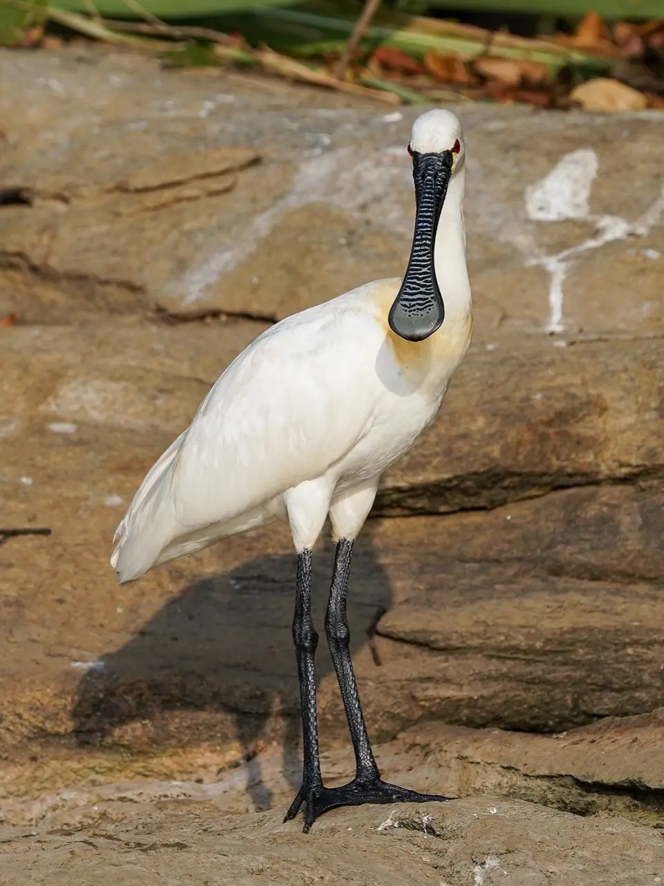 Ranganathittu Bird Sanctuary, wildlife near Bengaluru