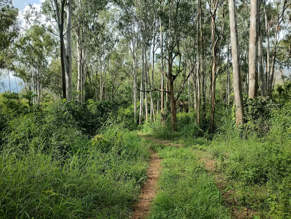 Turahalli Forest, offbeat near Bengaluru