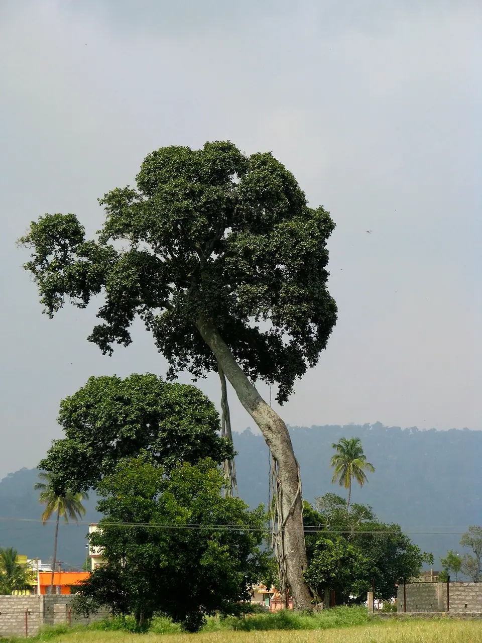 Yelagiri, hill station near Bengaluru